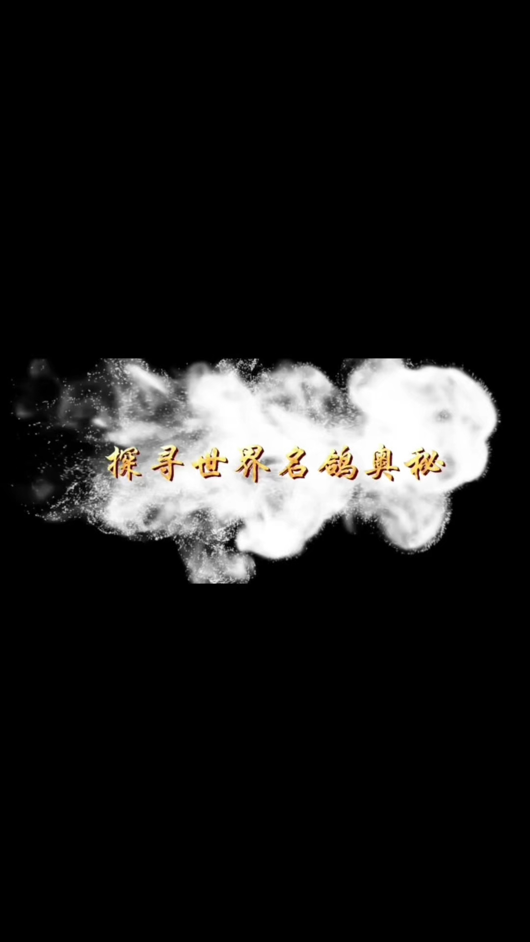 很古老的品种,观赏鸽之拉合尔鸽。