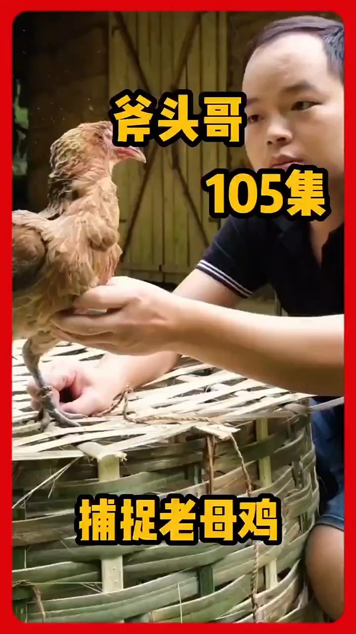第105集|斧头哥是如何在荒野抓到一只活蹦乱跳的老母鸡的制作陷阱