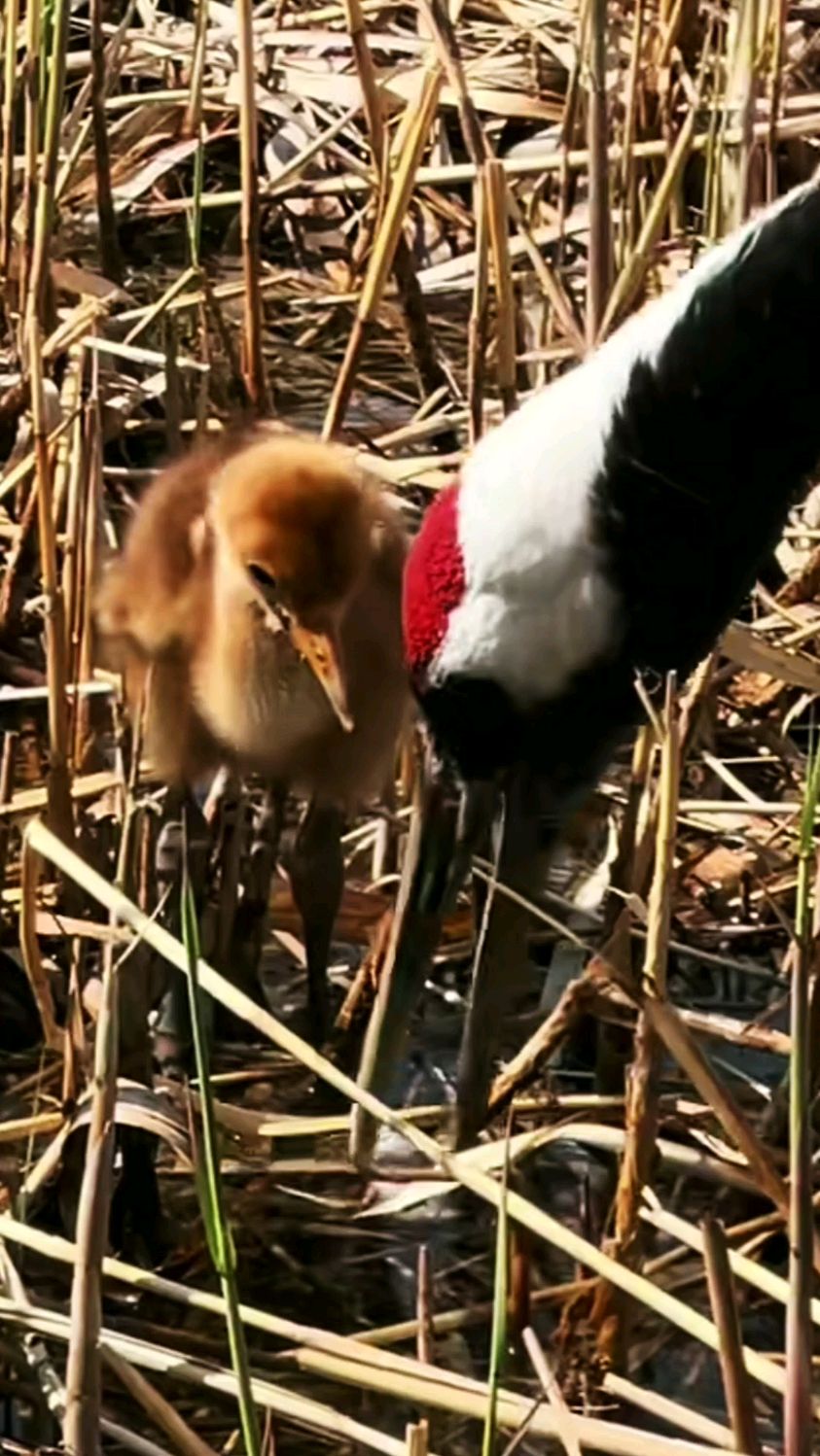 小丹顶鹤练习吃鱼,可是由于鱼太干,好悬没被噎死