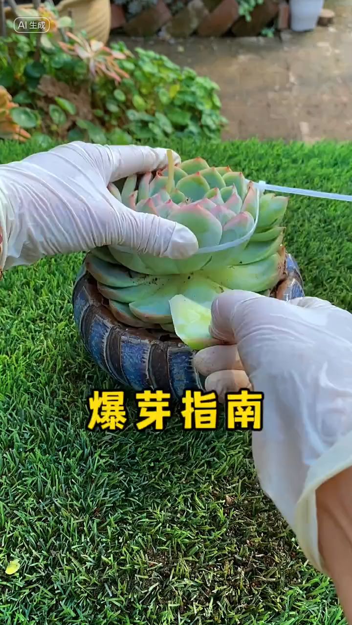 春天莲花型的多肉“爆芽”方法 ,单头变群生很多人不知道,别错了