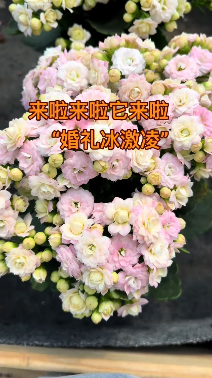 长寿花“婚礼冰淇淋”花友们你们觉得怎么养,评论区聊聊