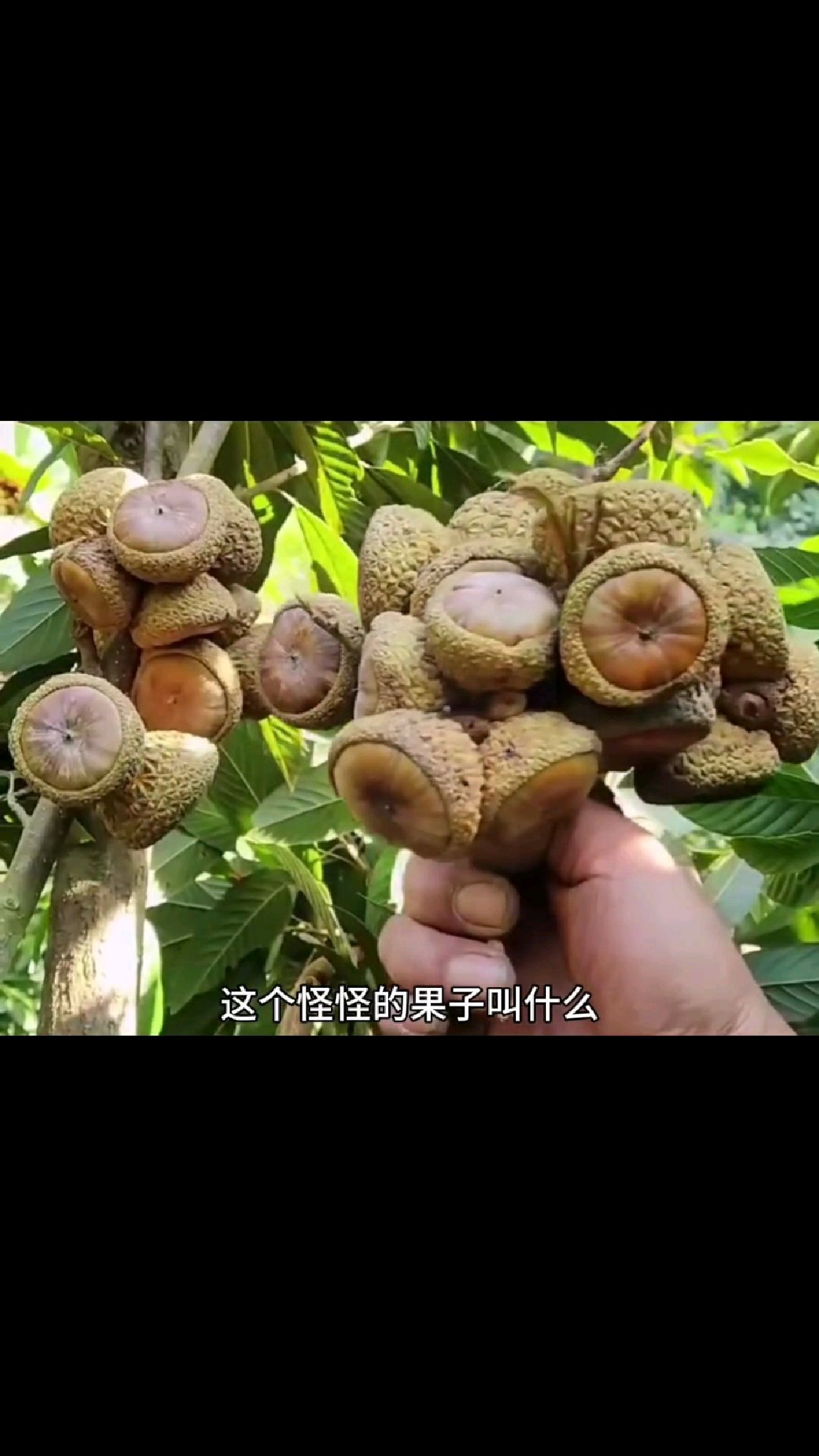 科普分享一些水果的种类,你看你认识几种!
