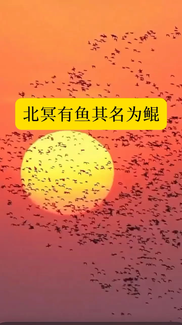 北冥有鱼其名为鲲