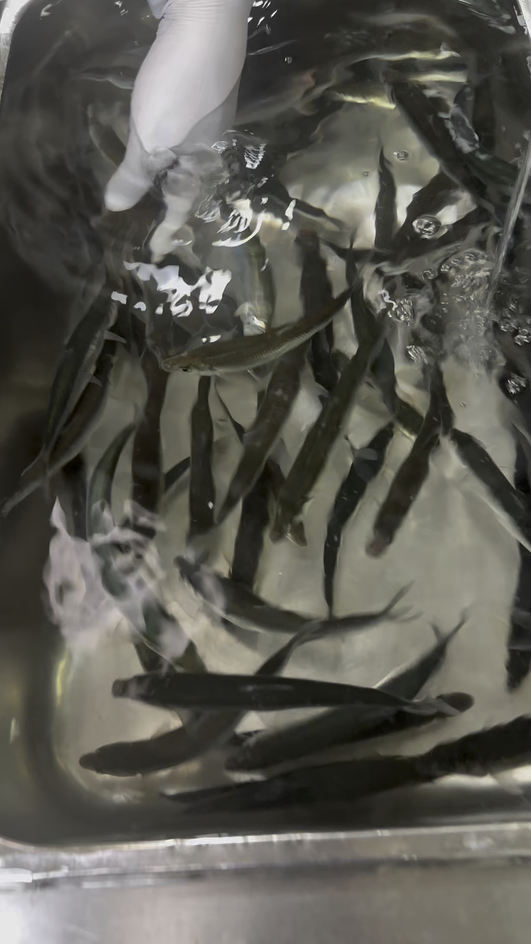 云南特色:抗浪鱼