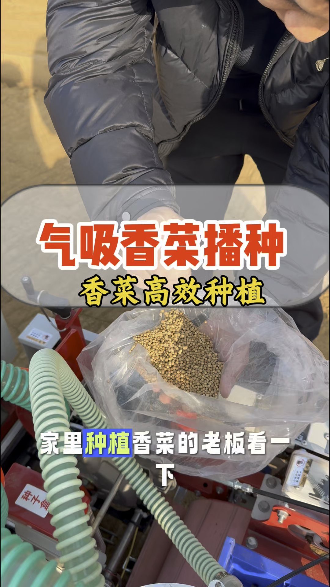 香菜播种机高效种植