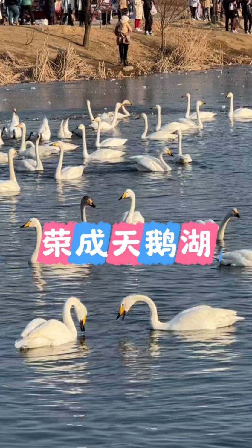 在威海荣成天鹅湖这一幕像极了爱情