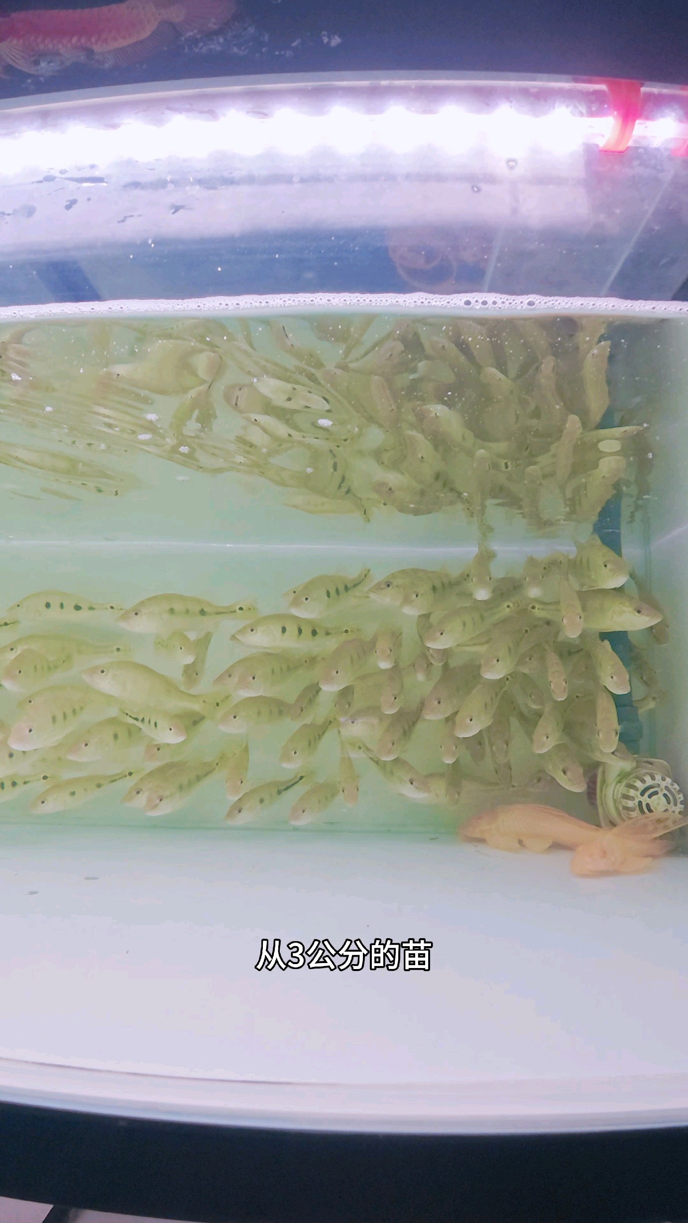 三间鱼观赏鱼批发