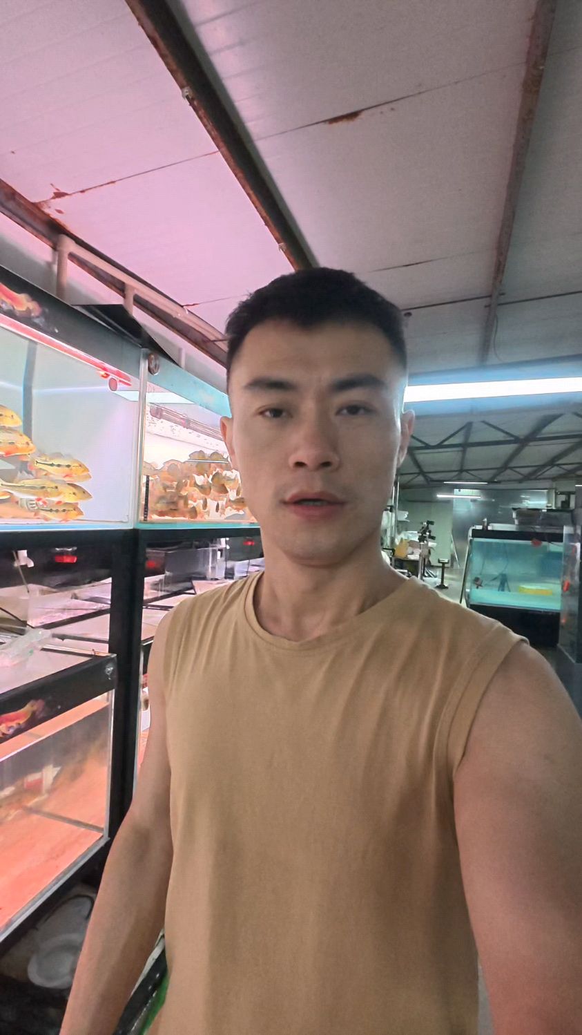 FOGO三间鱼 50cm大尺寸