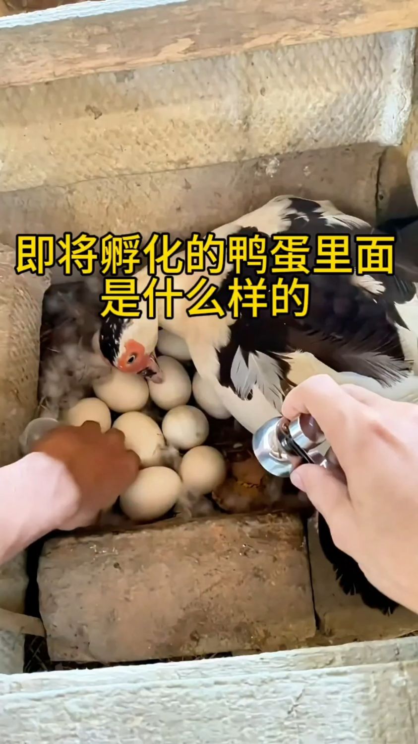 即将孵化的小雏鸭在蛋壳里是什么样的?