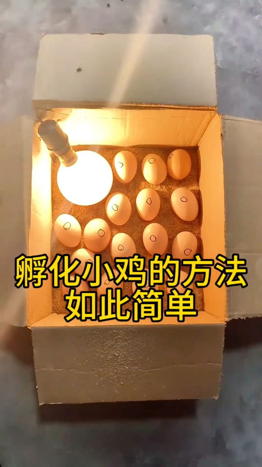 孵化小鸡的方法,竟然如此简单!