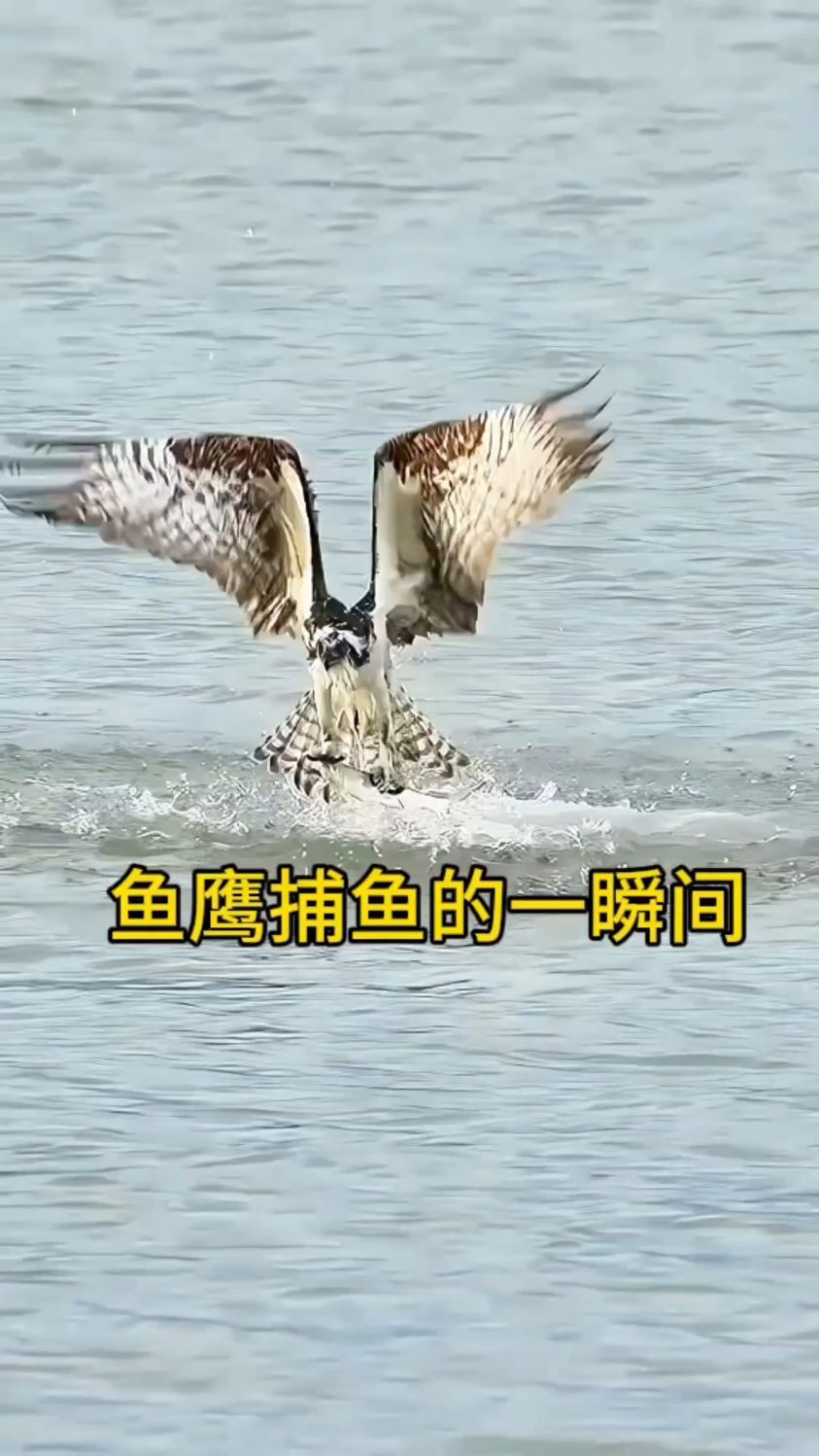 鱼鹰捕鱼的一瞬间!