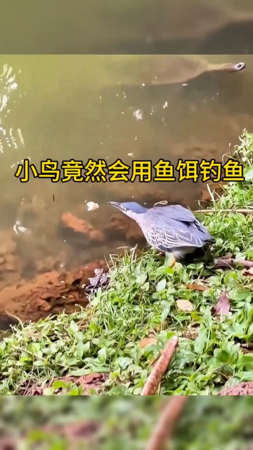神奇的大自然,小鸟竟然会用鱼饵钓鱼!