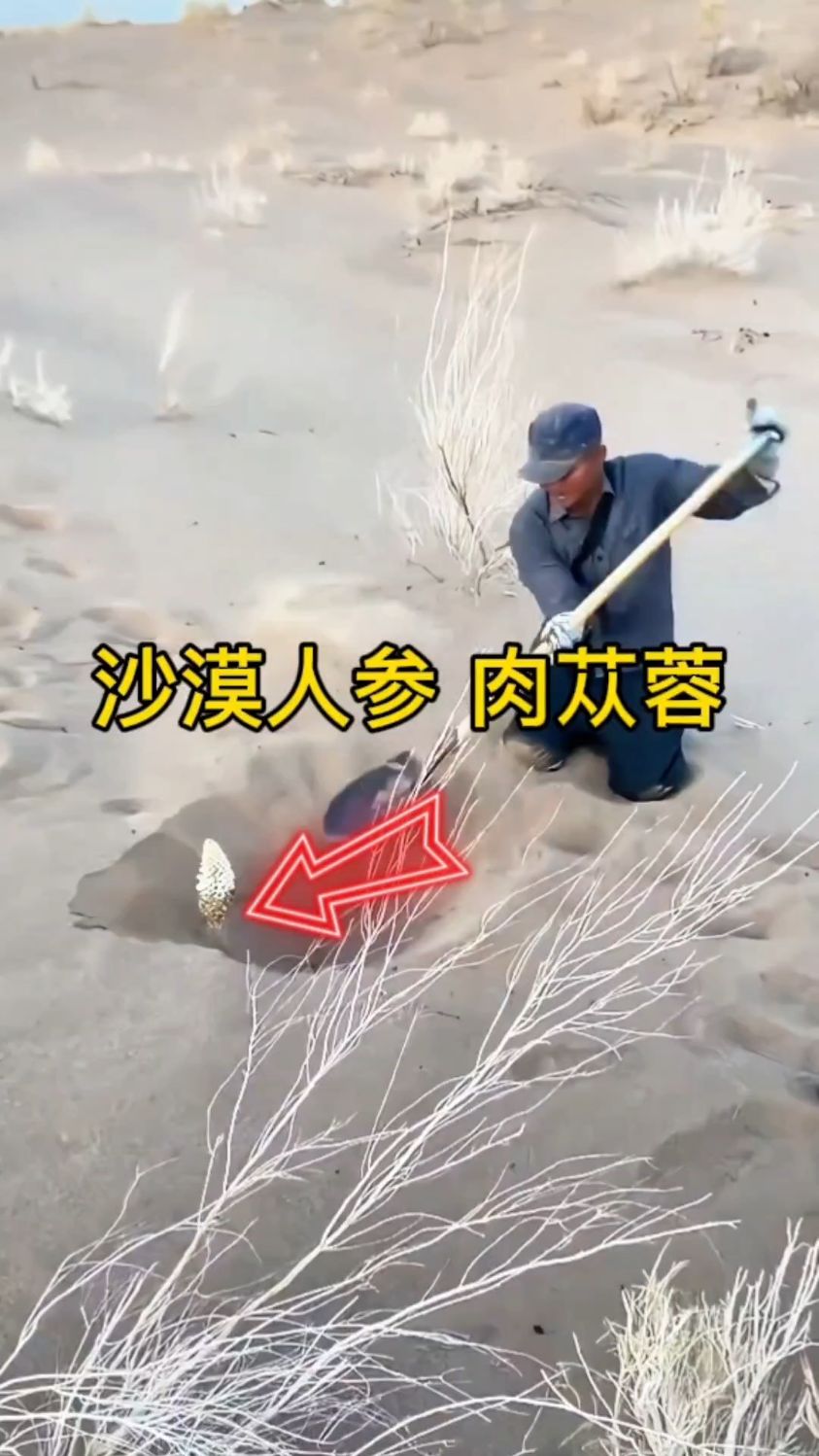 这是一株有着“沙漠人参”之称的肉苁蓉!
