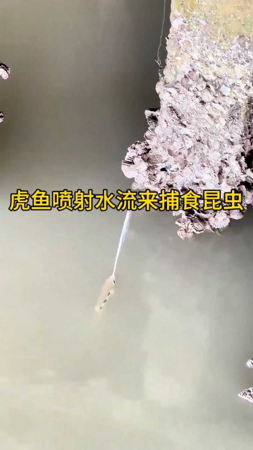 令人惊叹的一幕，虎鱼在水中喷射水流击打目标来捕食！