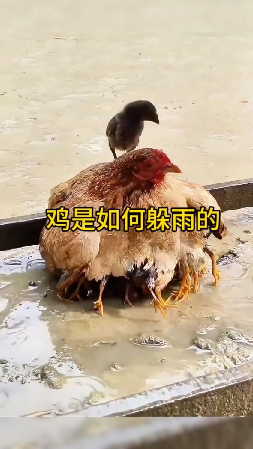 鸡是如何躲雨的?