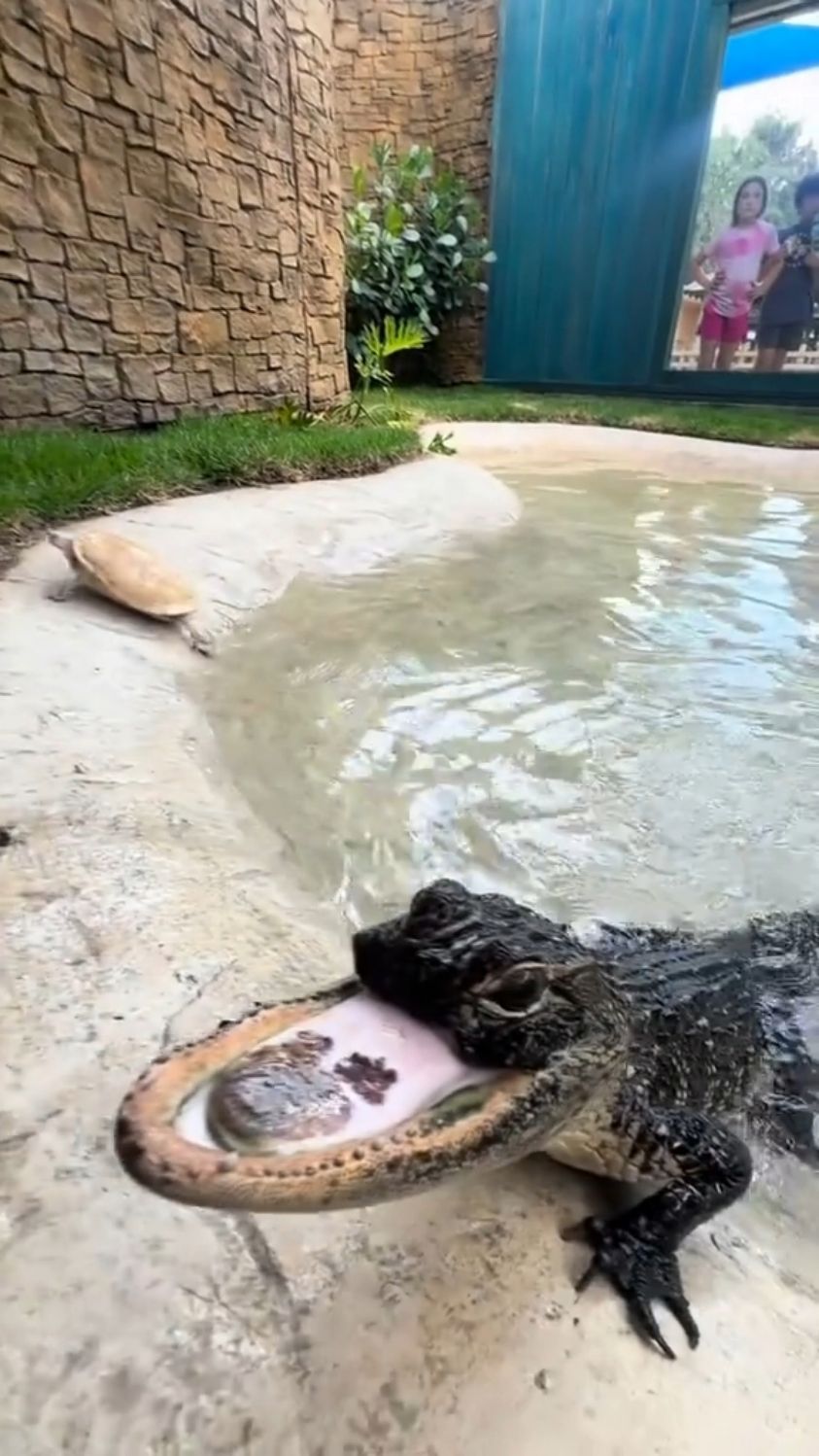 分享科普十四种鳄鱼，你认识几种