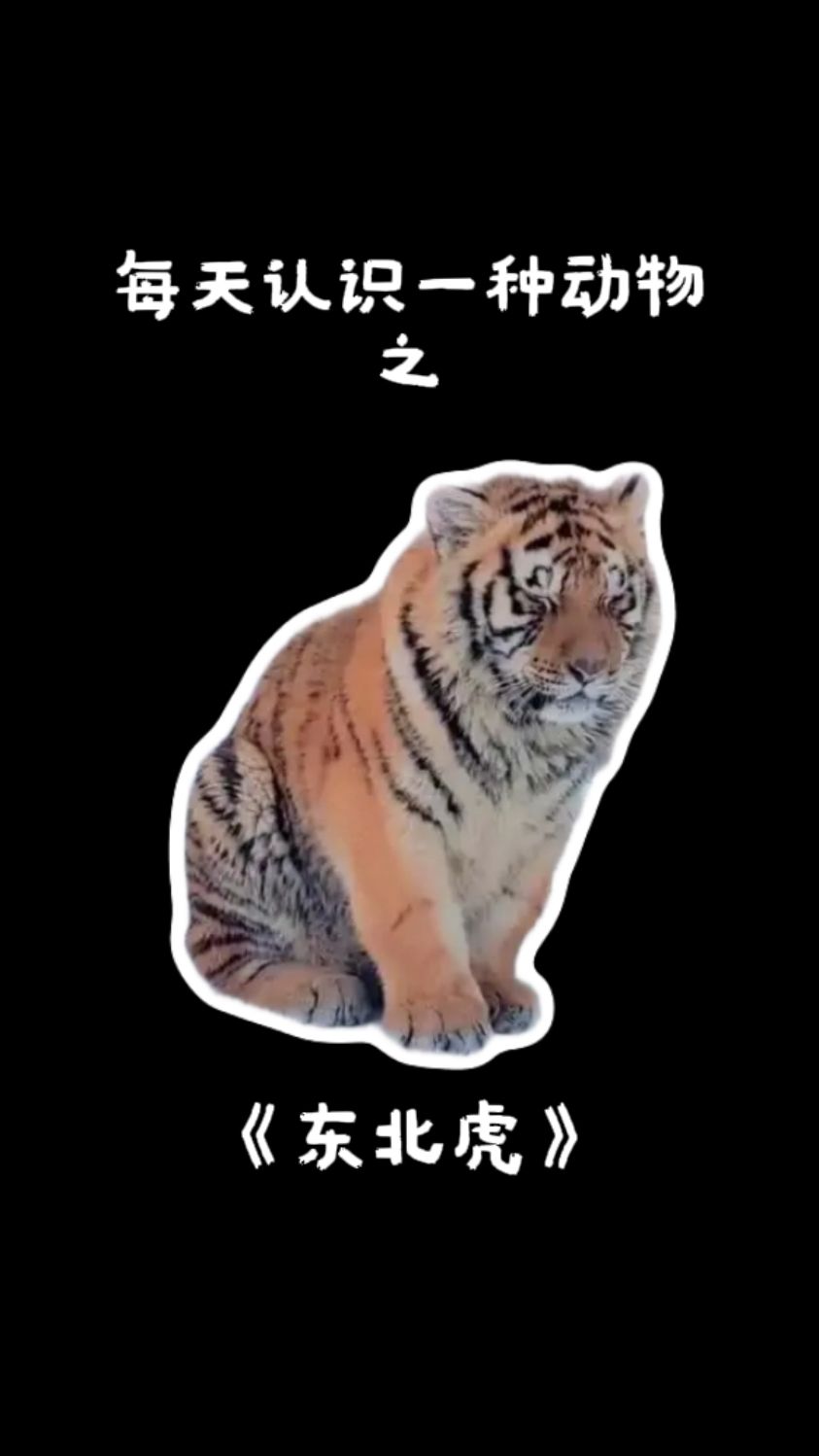 世界上最大的猫科动物 东北金渐层#东北虎#老虎#动物科普