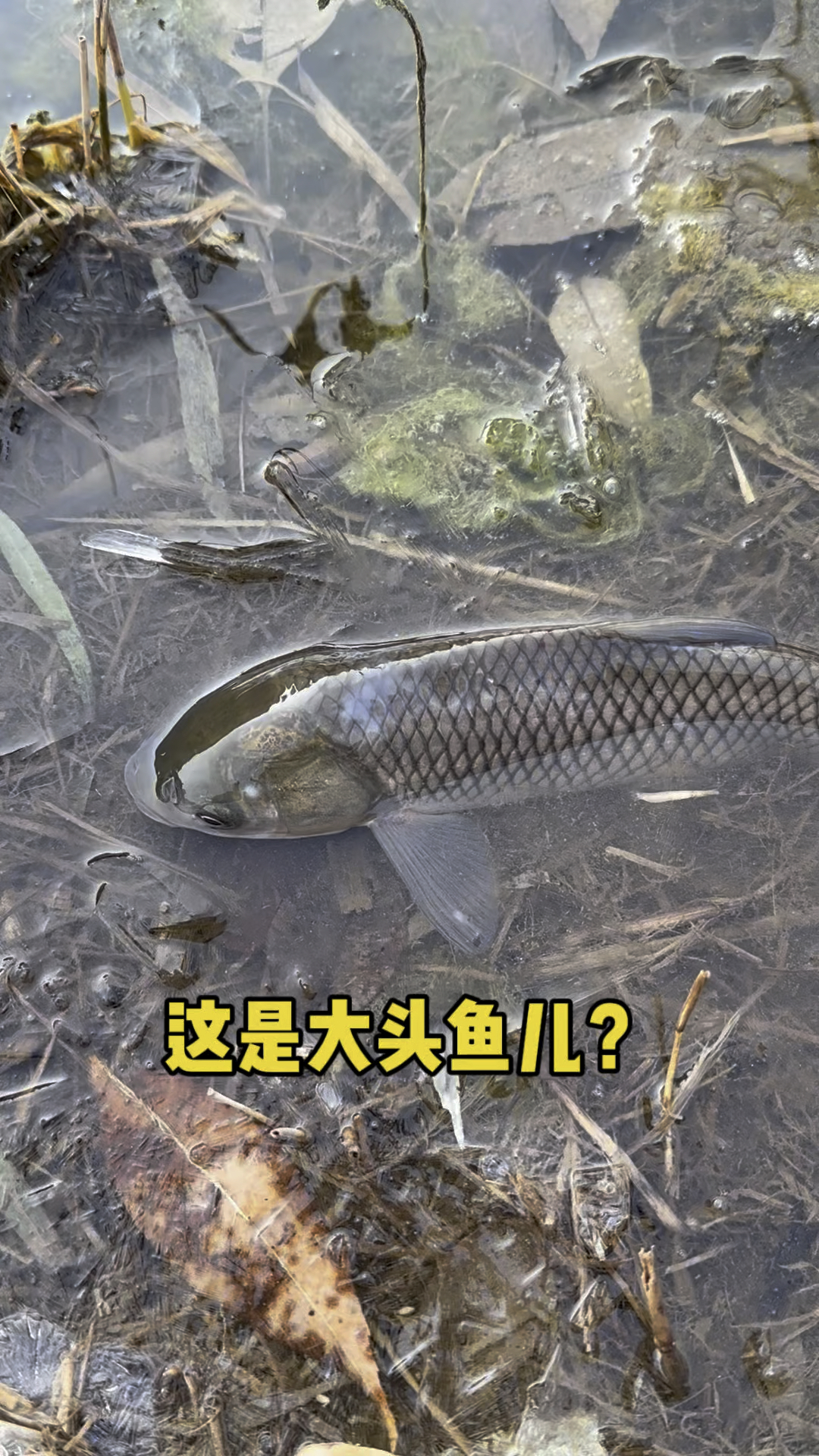 这是一条大头鱼吗