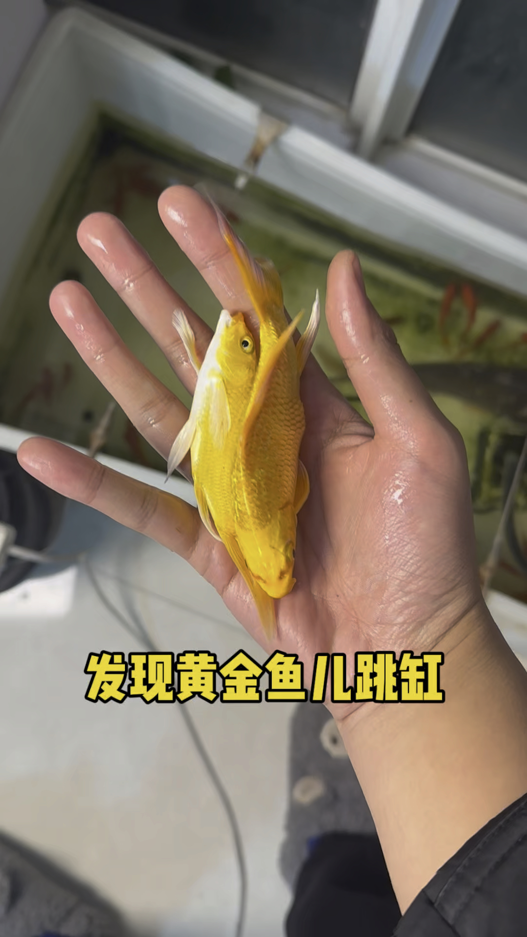 发现黄金鱼儿竟然跳缸了