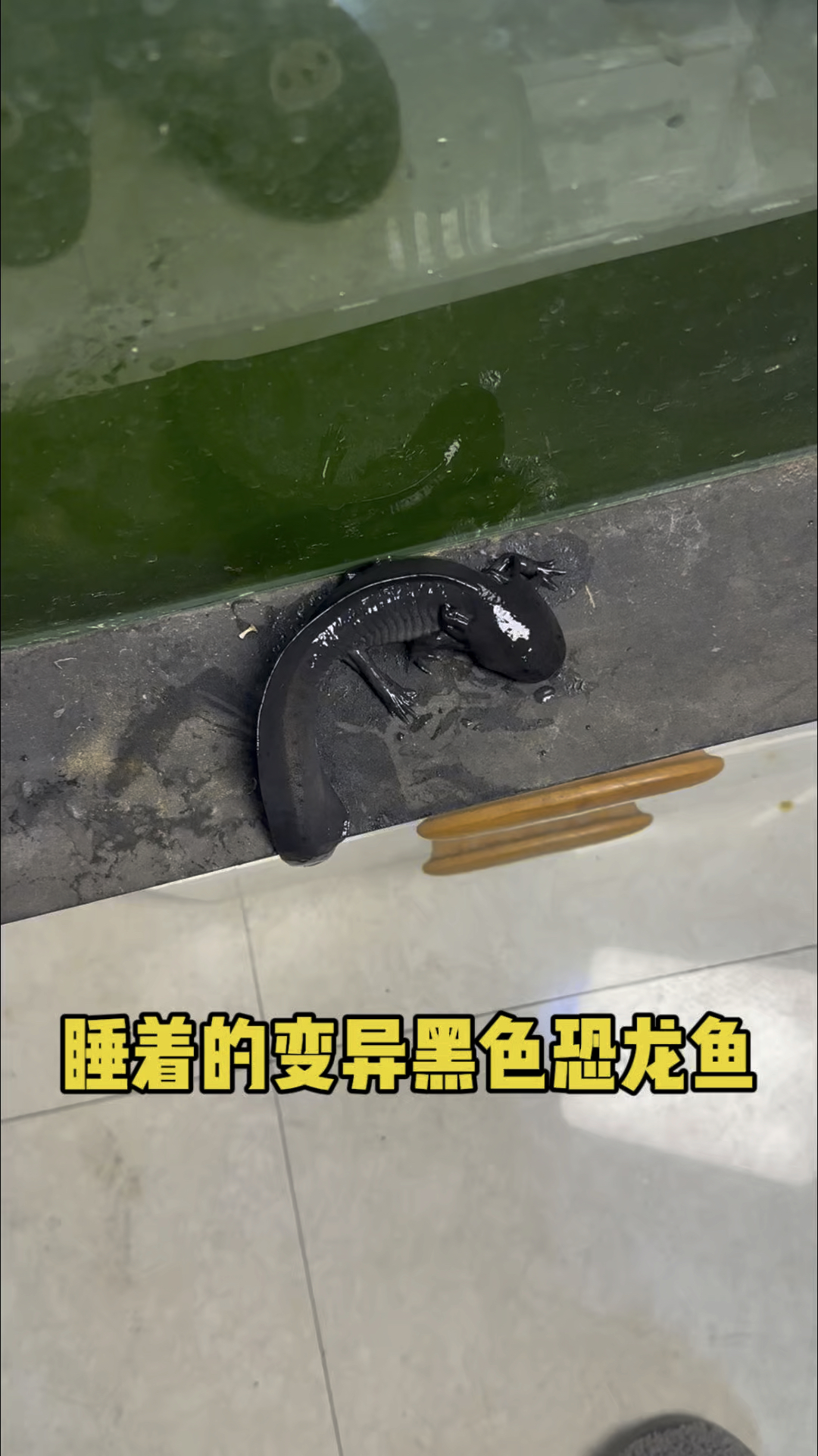 睡着的变异黑色六角恐龙鱼