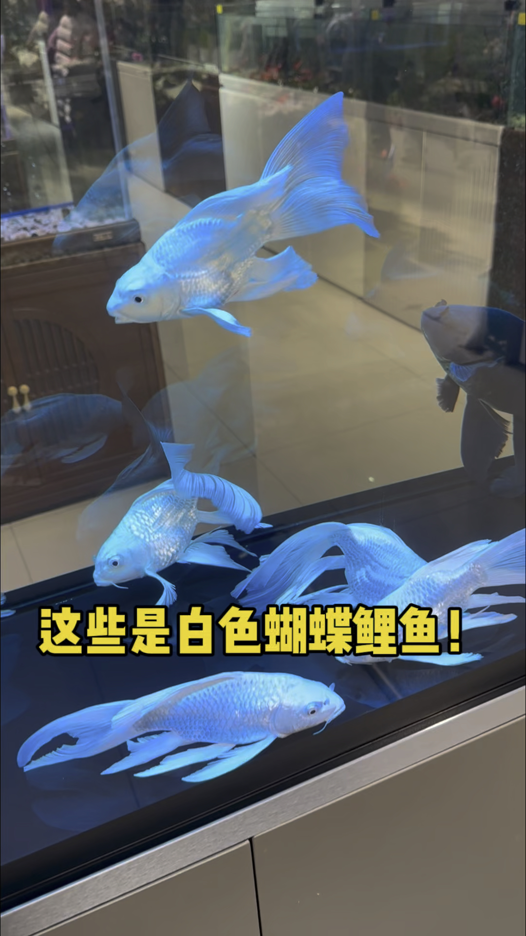 这些是白色的蝴蝶鲤鱼