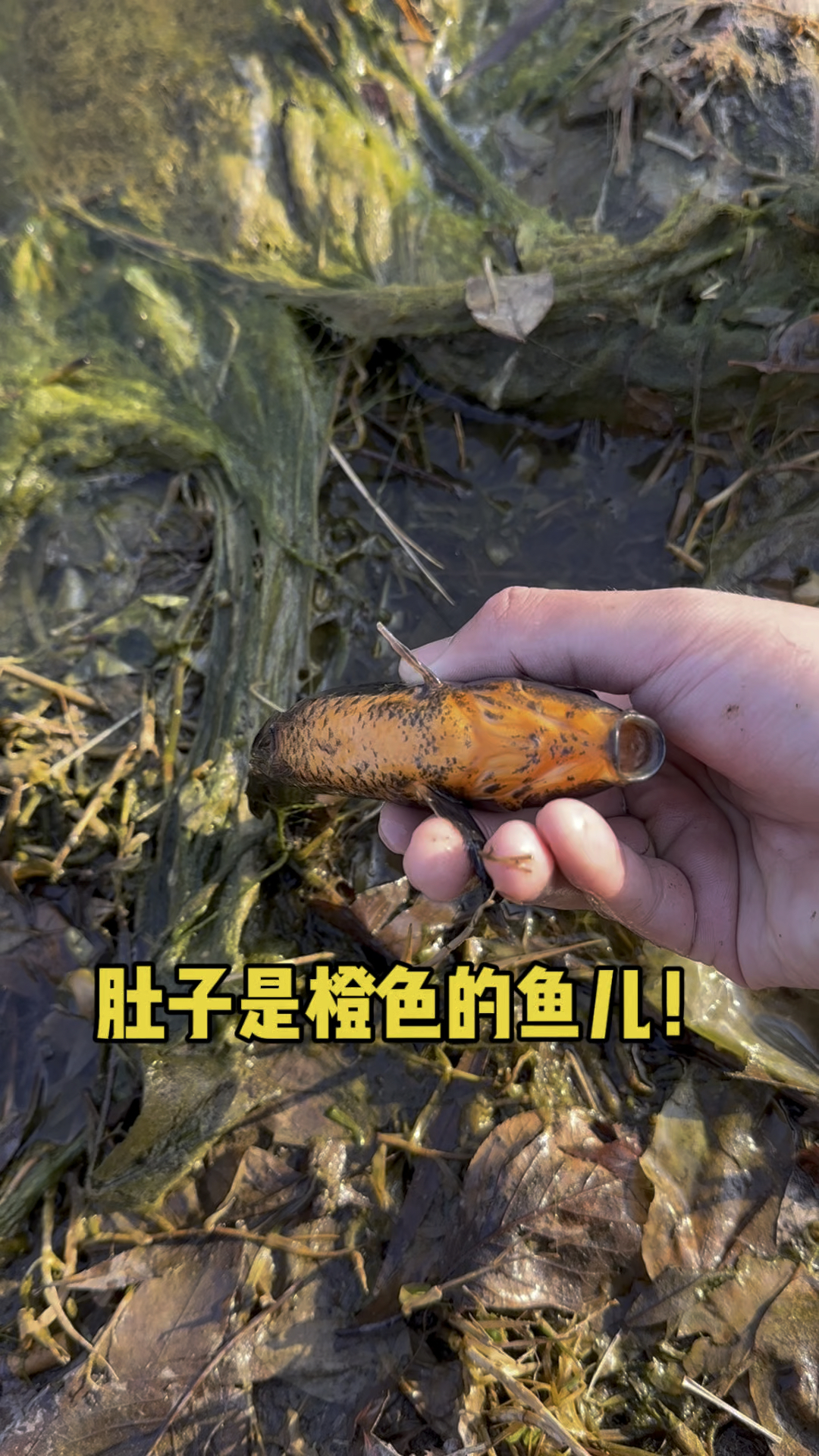 肚子橙色的鱼儿!!