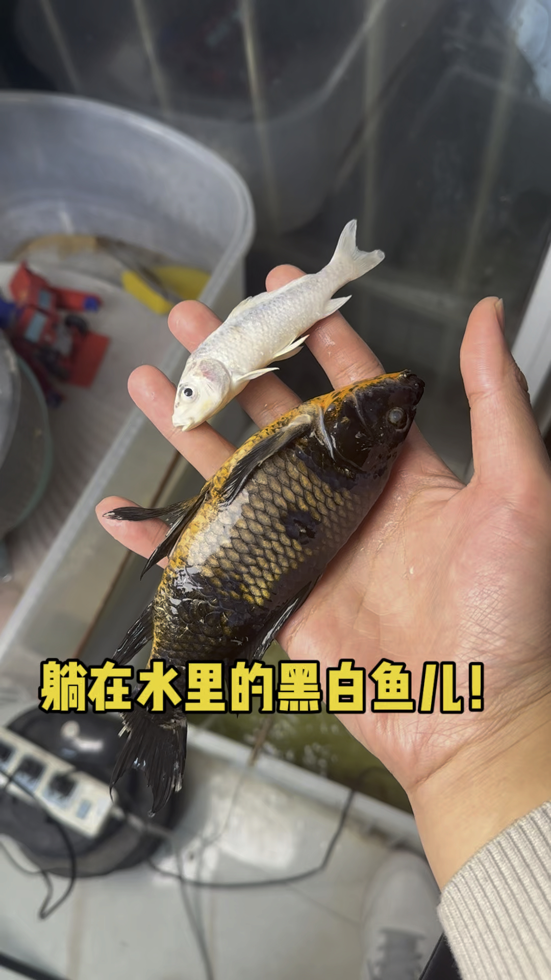 躺在水里的黑白鱼儿!