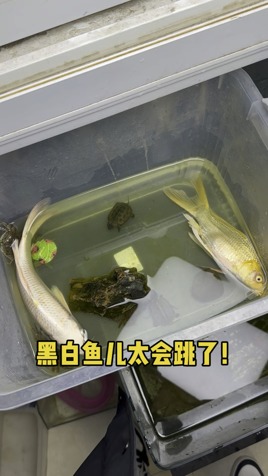黑白鱼儿太会跳了呀!!