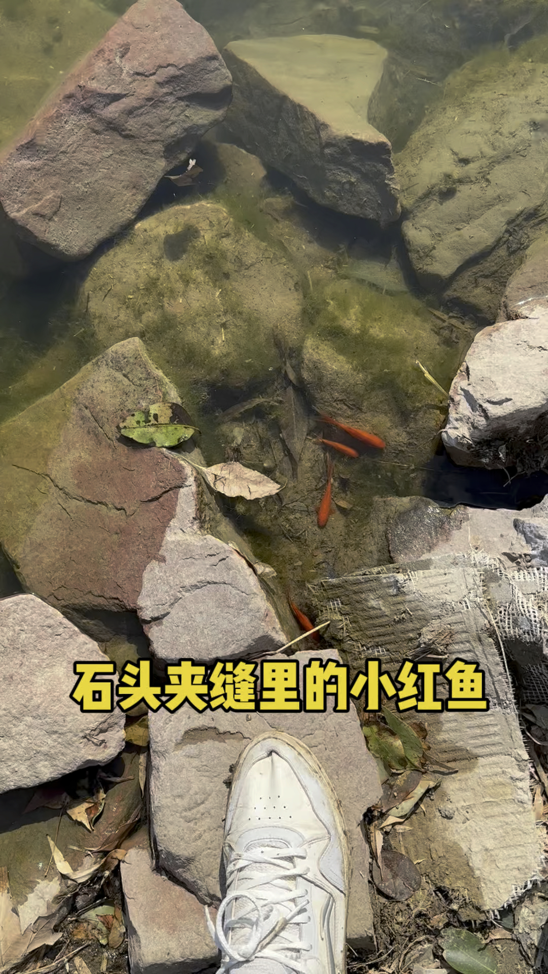 石头夹缝里的小红鱼