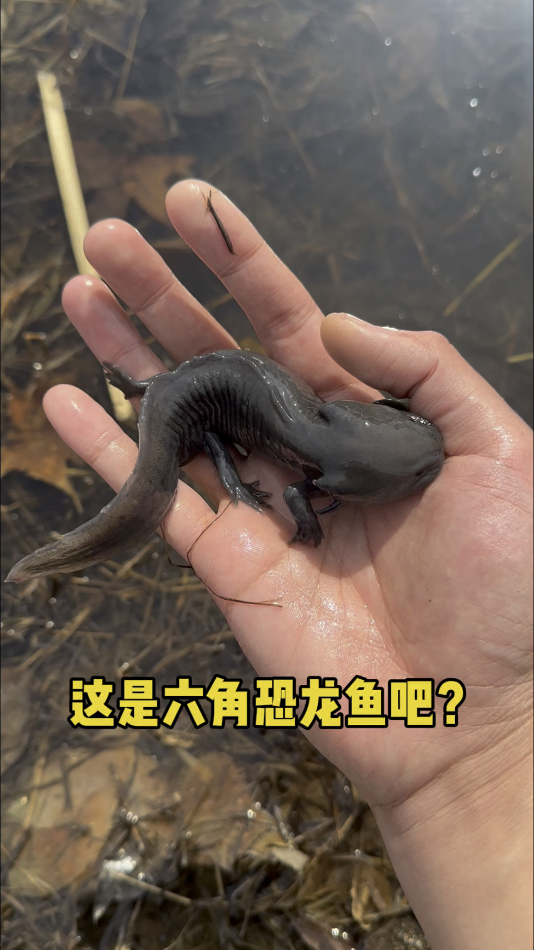 这是一条六角恐龙鱼吧!!