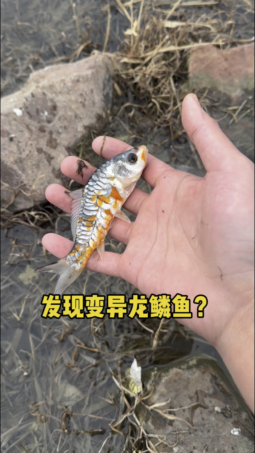 发现变异龙鳞鲤鱼!