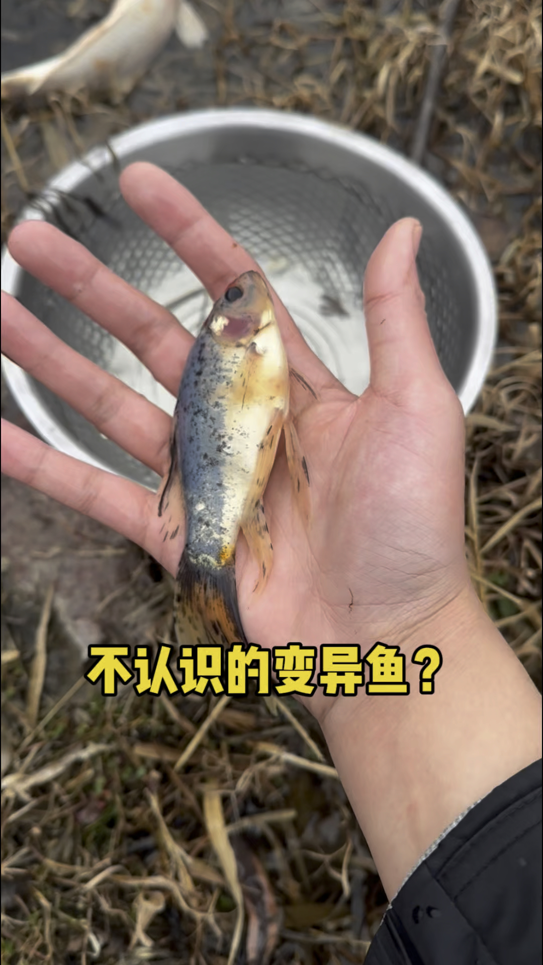 不认识的变异鱼!