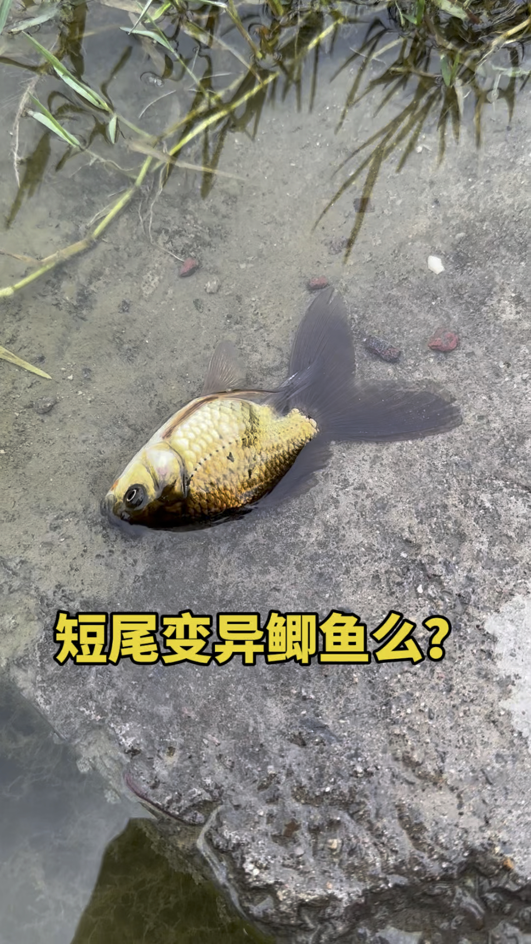 短尾变异鲫鱼么??