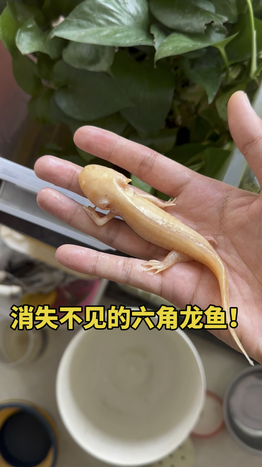 消失不见的六角恐龙鱼
