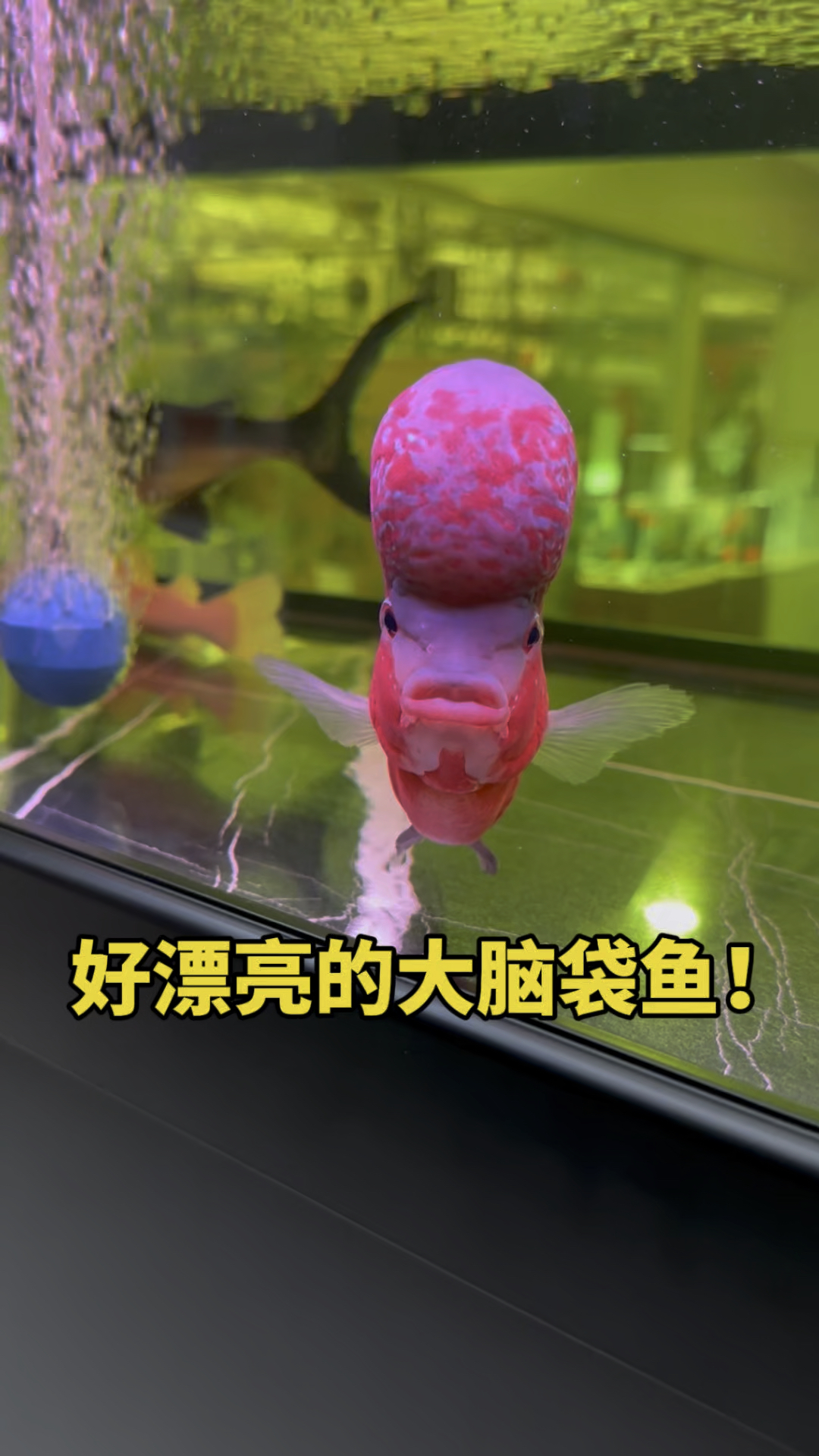 好漂亮的大脑袋鱼儿呀