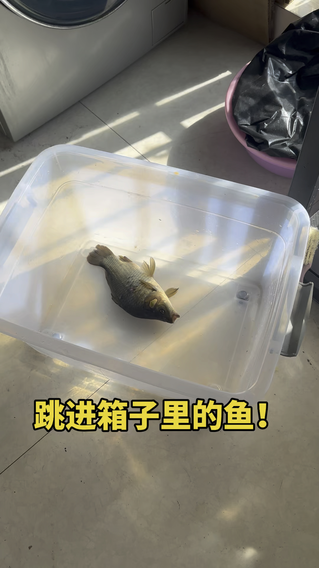跳进箱子里面的鱼儿呀!!