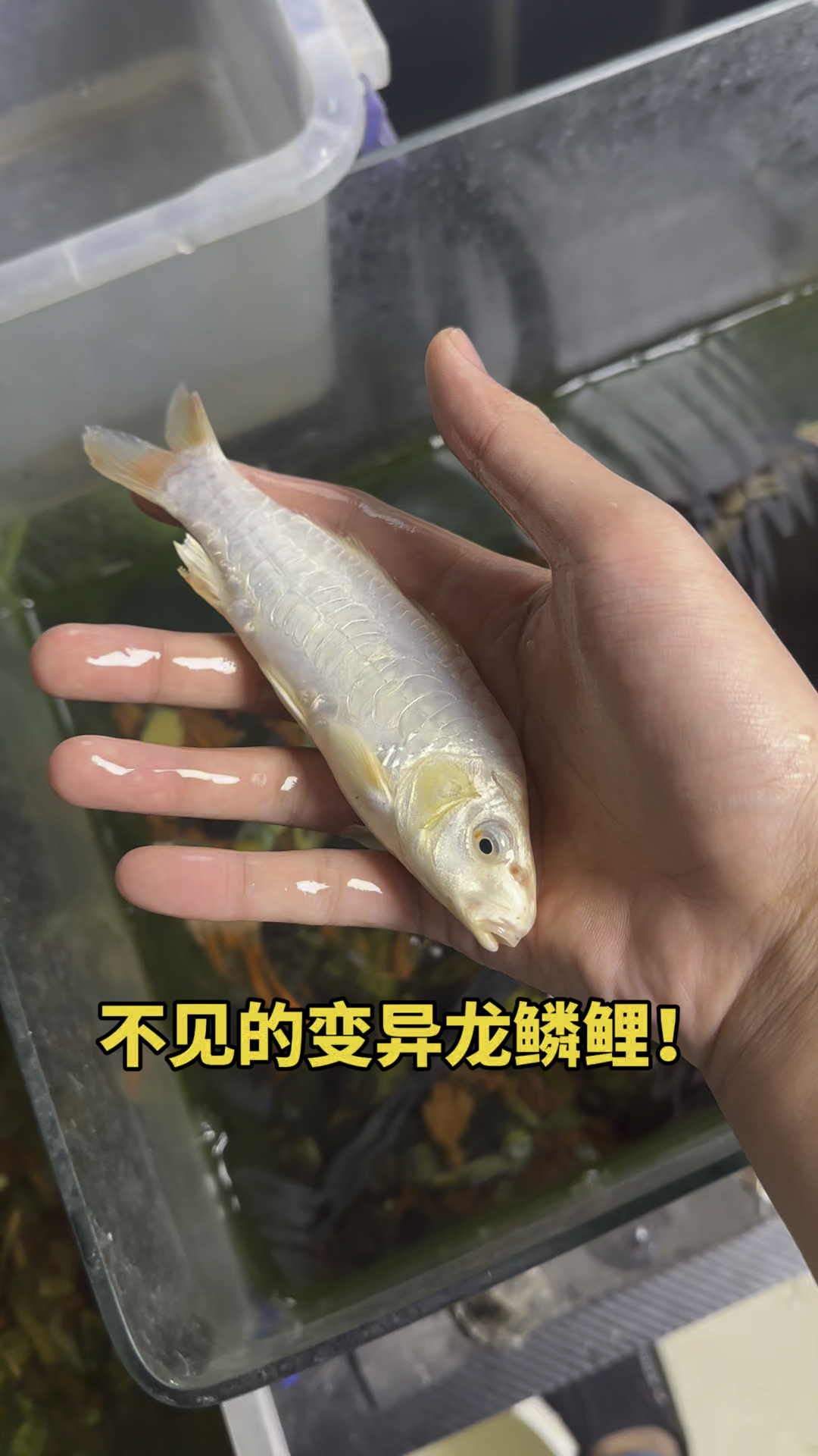 不见的变异龙鳞鲤鱼！