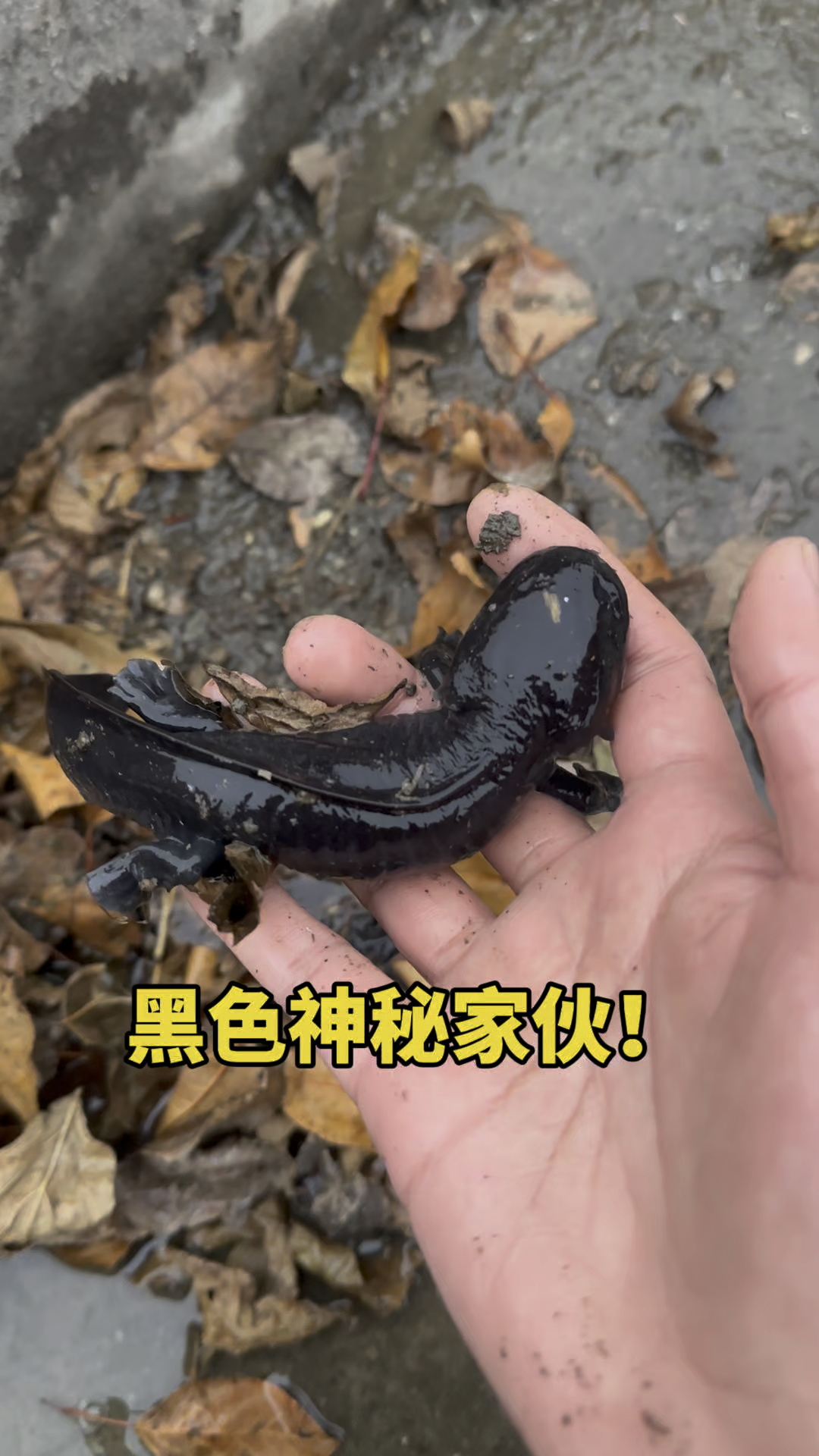 黑色神秘的家伙呀！！