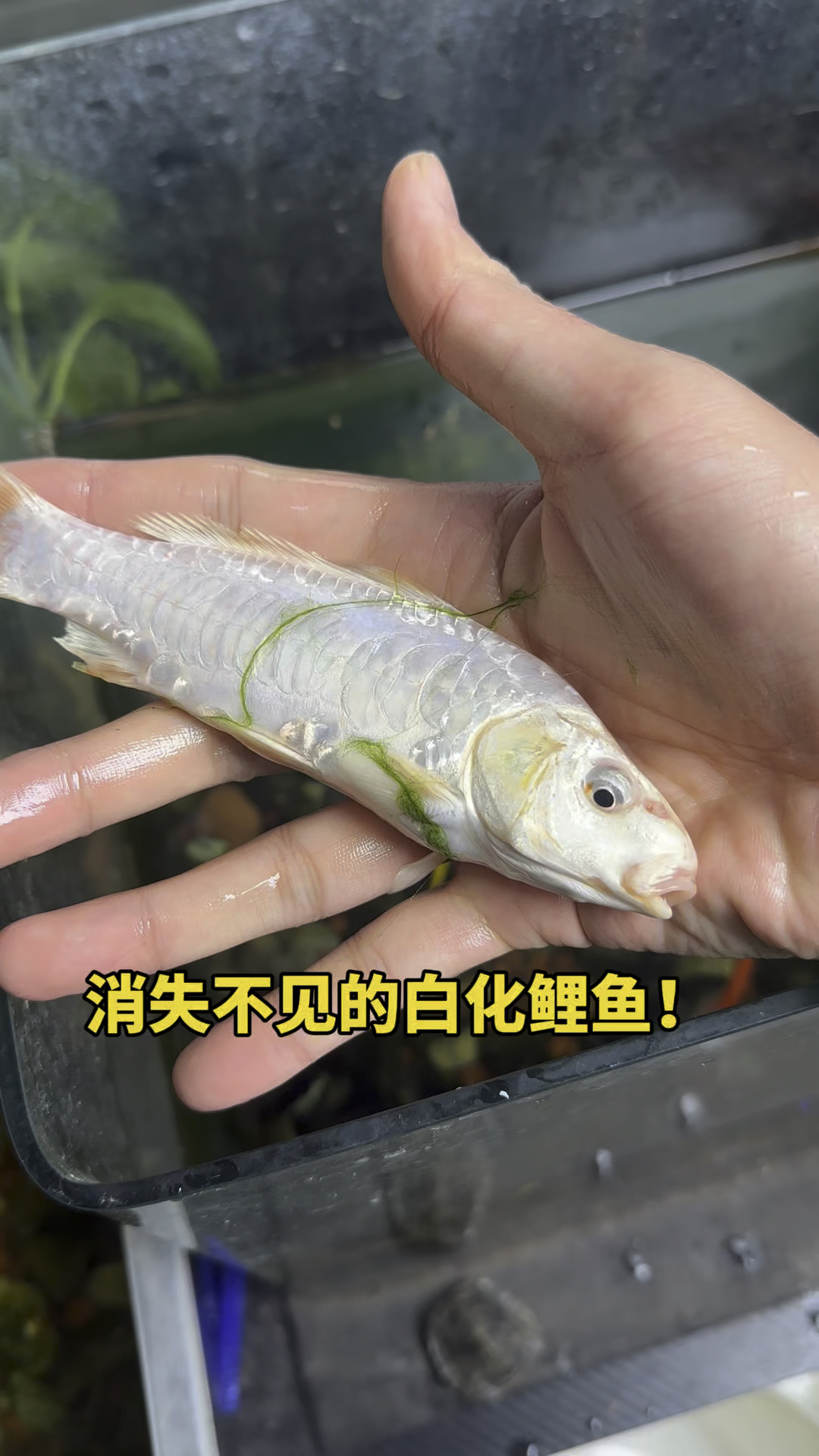 消失不见的白化鲤鱼呀