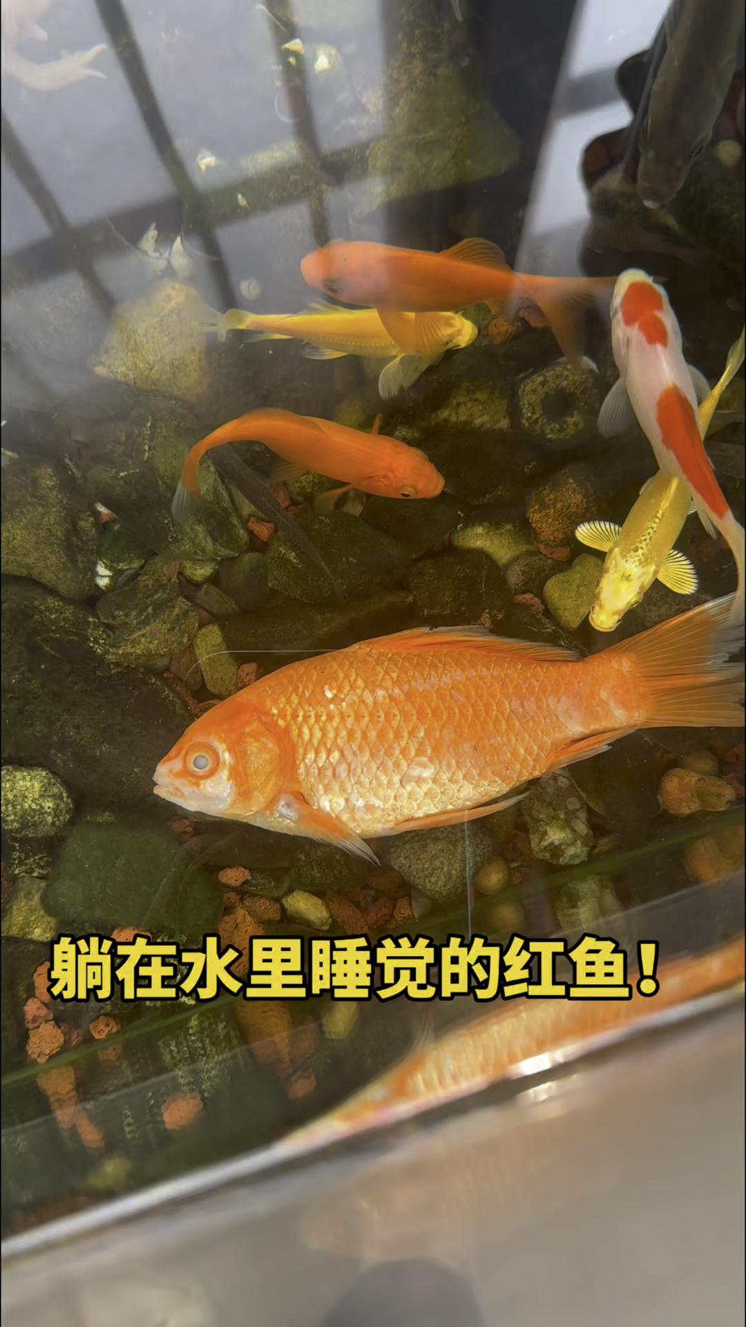 躺在水里睡觉的红鱼呀！