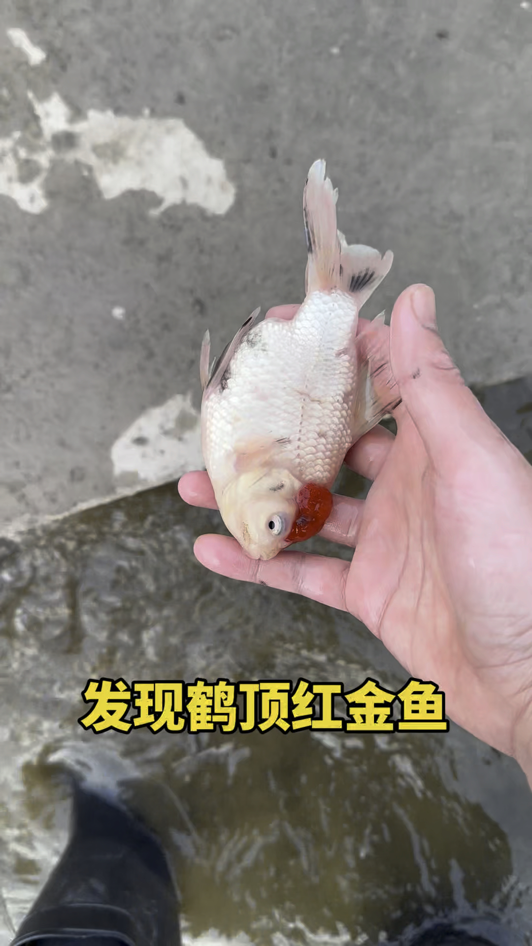发现鹤顶红金鱼呀!!
