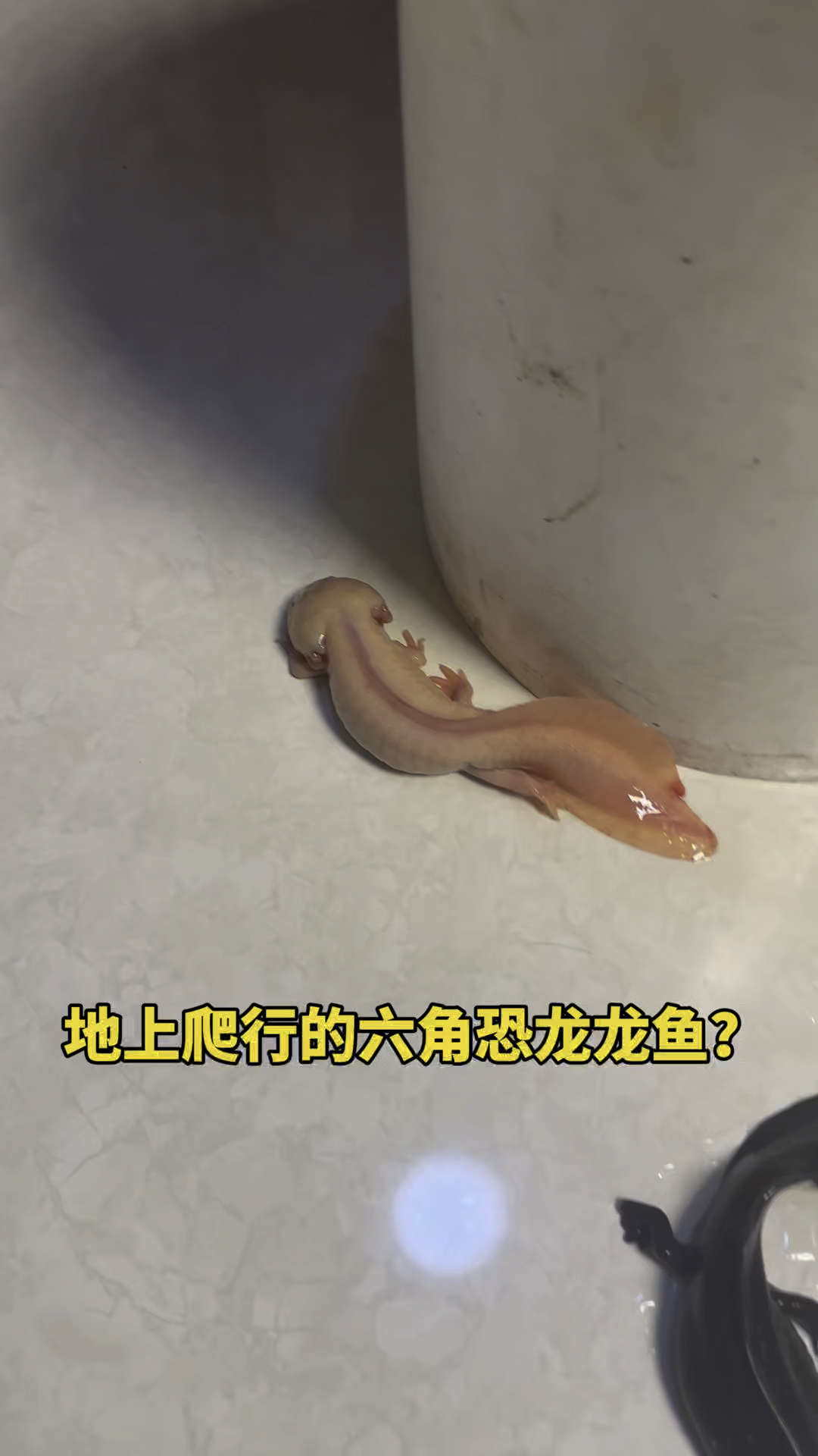 地上爬行的六角恐龙鱼呀！！