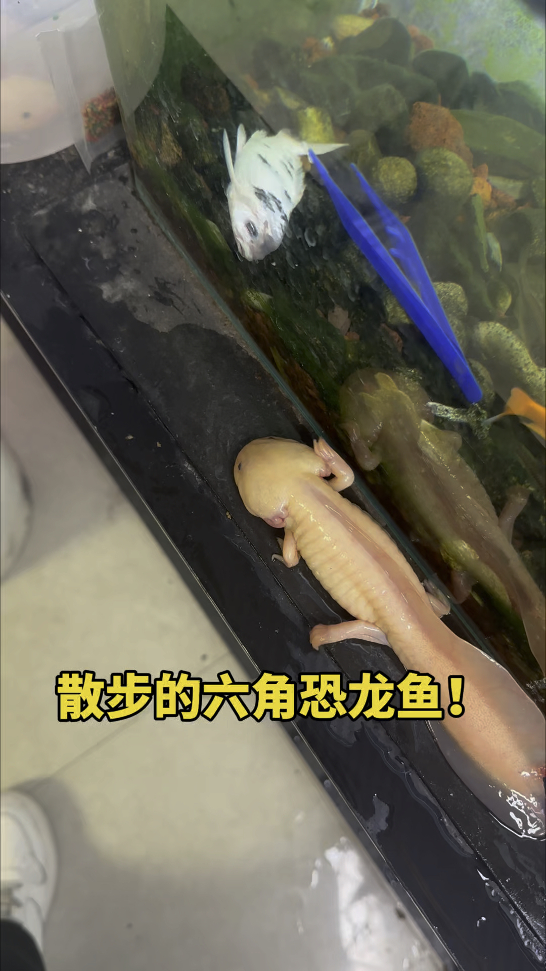 散步的六角恐龙鱼呀!!