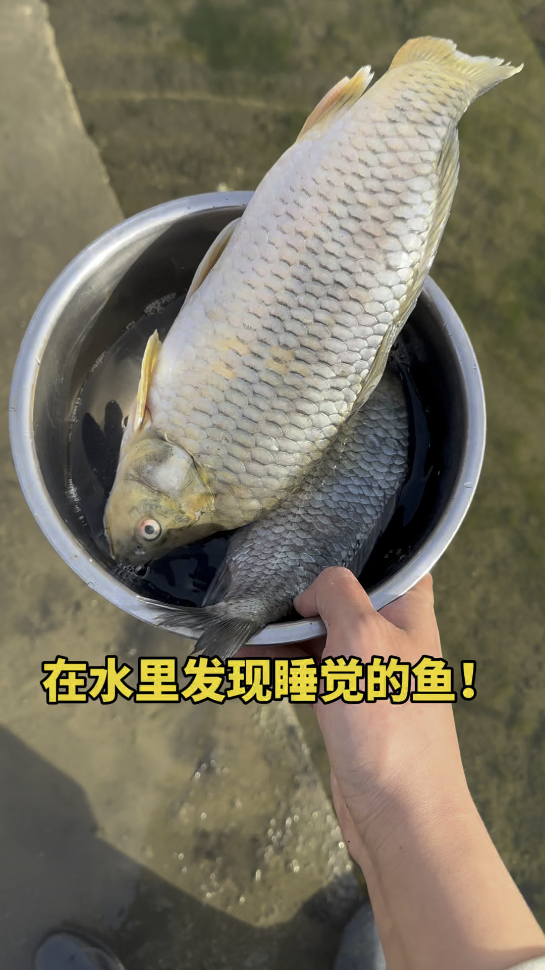在水里发现了睡觉的鱼儿呀