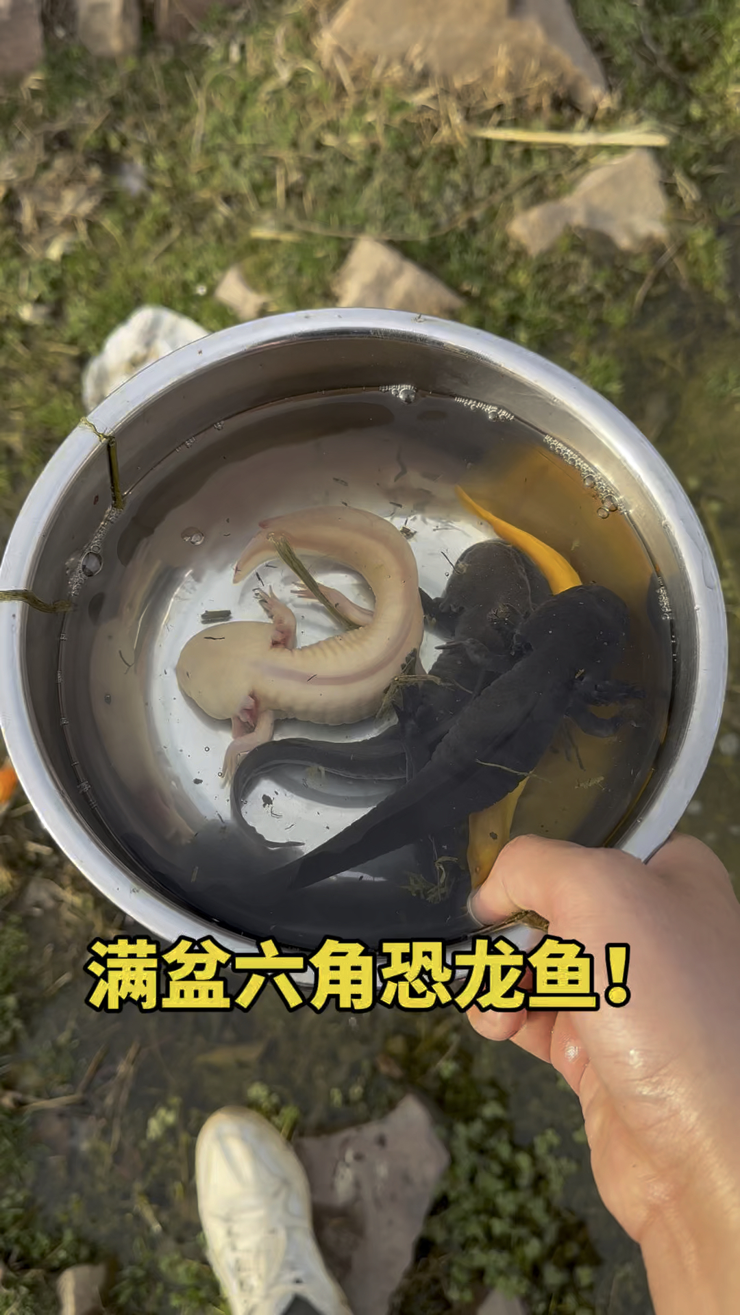 满盆的六角恐龙鱼