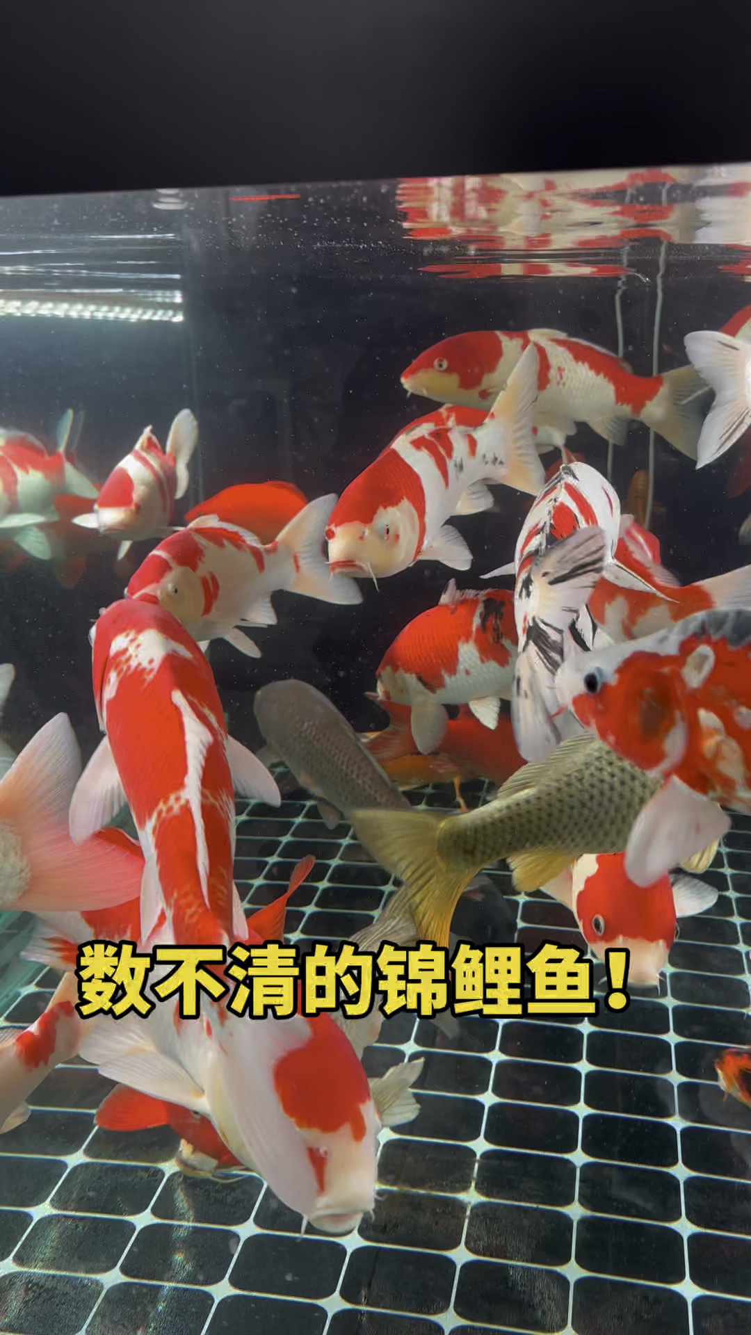 数不清的锦鲤鱼呀