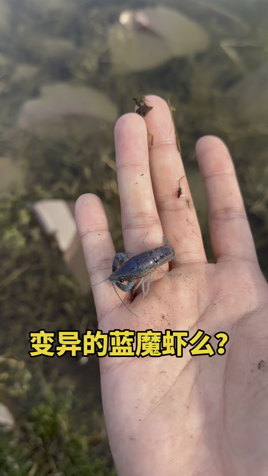 变异的蓝魔虾么!!