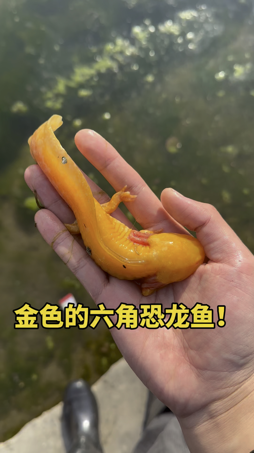 金色六角恐龙鱼呀