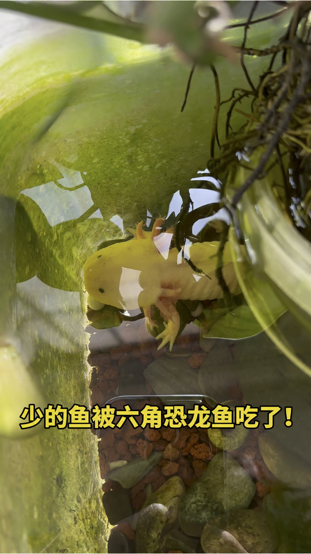 少的鱼被六角恐龙鱼吃了