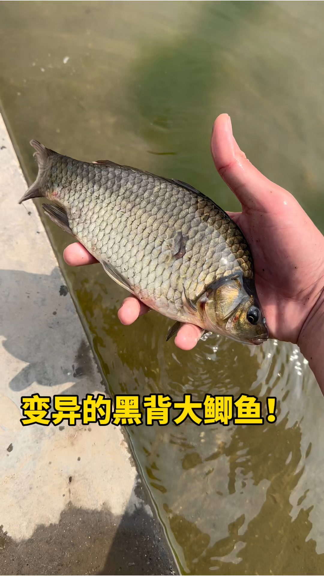 变异的黑背大鲫鱼呀!!